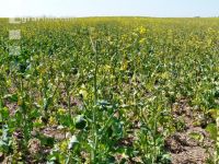 Raps leichter Boden Tr