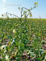 Raps Trockenschaden le