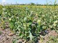 Raps Trockenschaden le