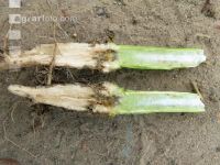 Raps Phoma Wurzelhals 5