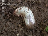 White grub 1
