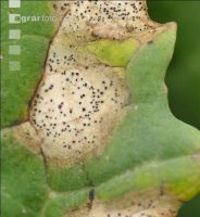 Raps Phoma Blatt 4
