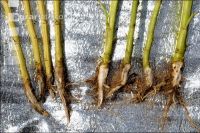 Raps krank und gesund 4