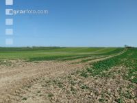 Raps Schaden durch Diflufenican 1