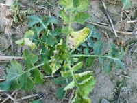 Raps Schaden durch Diflufenican 2