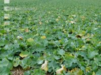 Raps Stickstoffmangel Herbst 4