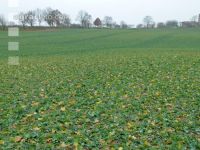 Raps Stickstoffmangel Herbst 2