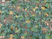 Raps Stickstoffmangel Herbst 1