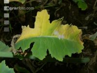 Raps Verticillium Blatt