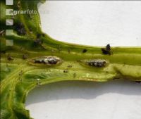 Schwebfliegen Larven