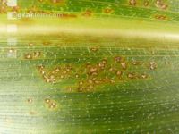 Helminthosporium Mais 1