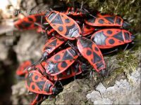Firebug 1