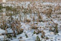 Frosted intermediate crop 19