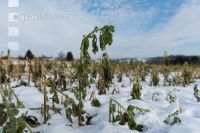 Frosted intermediate crop 18