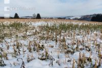 Frosted intermediate crop 17