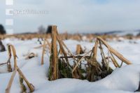 Frosted intermediate crop 16