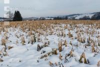 Frosted intermediate crop 15