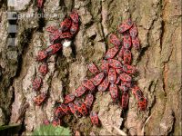 Firebug 2