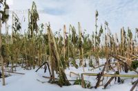 Frosted intermediate crop 13