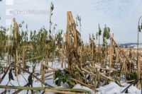 Frosted intermediate crop 12