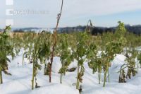 Frosted intermediate crop 11