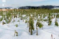 Frosted intermediate crop 10
