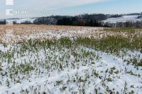 Frosted intermediate crop 9