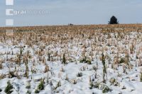 Frosted intermediate crop 8