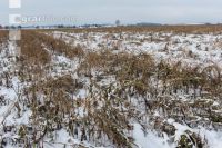 Frosted intermediate crop 7
