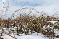 Frosted intermediate crop 6
