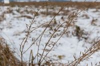 Frosted intermediate crop 5