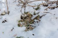 Frosted intermediate crop 4