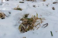 Frosted intermediate crop 3