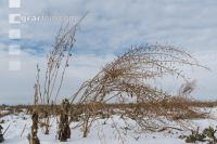 Frosted intermediate crop 2