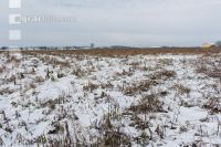 Frosted intermediate crop 1