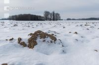 Soil in winter 5