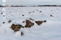 Soil in winter 3