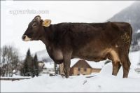Brown swiss snow 29