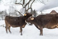 Brown swiss snow 27