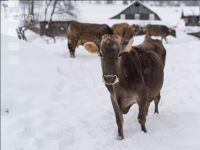 Braunvieh im Schnee 26