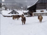 Brown swiss snow 25
