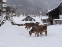 Braunvieh im Schnee 24