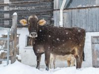 Brown swiss snow 22