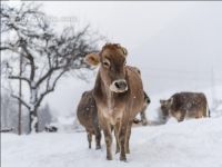 Braunvieh im Schnee 21