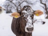 Braunvieh im Schnee 17