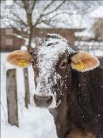 Brown swiss snow 15