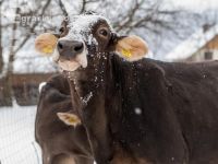 Brown swiss snow 14