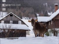 Brown swiss snow 9