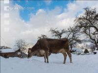 Brown swiss snow 6