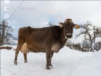 Brown swiss snow 3